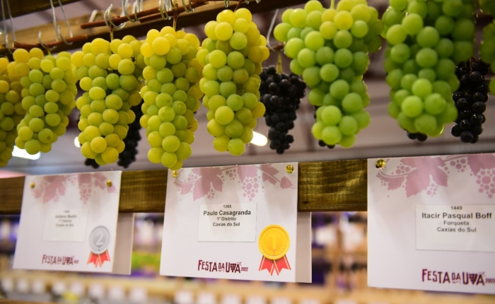 Festa da Uva: Premiação da Exposição de Uvas será neste sábado