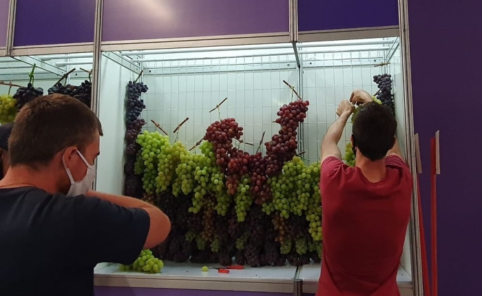 Festa da Uva: agricultores e técnicos da SMAPA concluem montagem da exposição de uvas