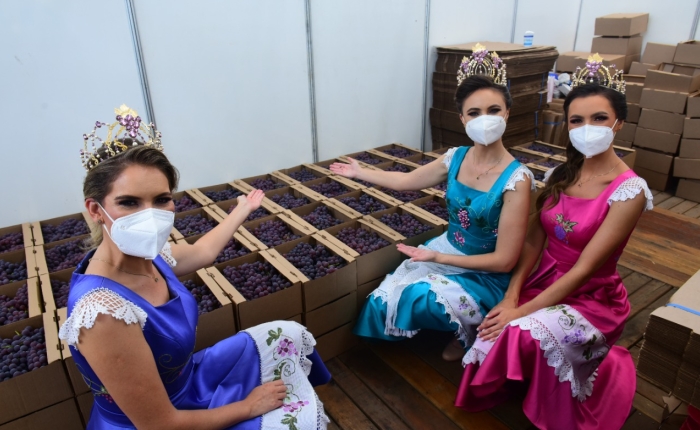 Ponto de venda de uvas na Festa terá renda destinada ao Projeto Mão Amiga