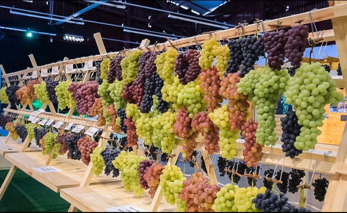 Prorrogado o prazo para inscrições no Concurso de Uvas da Festa da Uva