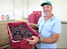 Agricultor Paulo Vicenzi está orgulhoso do produto que cultivou . Foto: Ícaro de Campos 