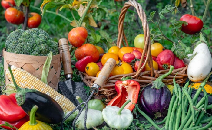 Horti Serra Gaúcha terá exibição prévia durante a Festa da Uva 2024